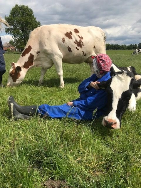 Boerderij Den Branderhorst Gelderland koeknuffelen