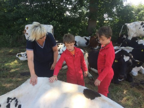 Boerderij Den Branderhorst in de Achterhoek koeien knuffelen met de boerin