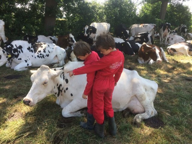 Boerderij Den Branderhorst in Gelderland koeien knuffelen met vriendinnen