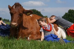 Koeien knuffelen Gelderland boerderij den Branderhorst