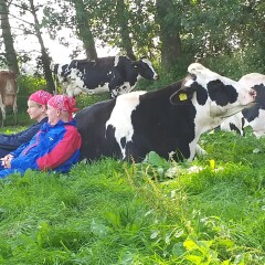 Koeknuffelen in de Achterhoek